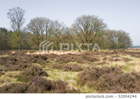 Heathland with oak trees. Heathland with oak trees. 32004244