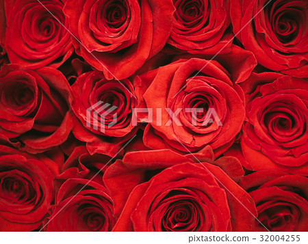 Red roses closeup background. 32004255