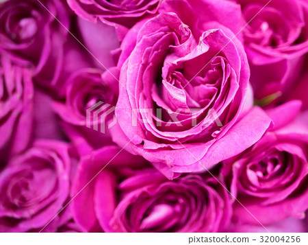 Pink roses closeup background. Pink roses closeup background. 32004256