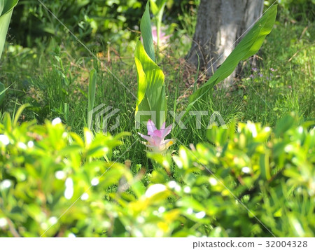turmeric flower 32004328