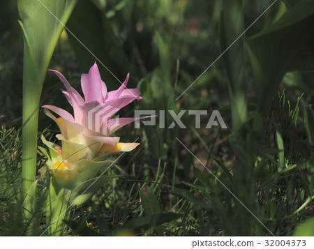 turmeric flower 32004373