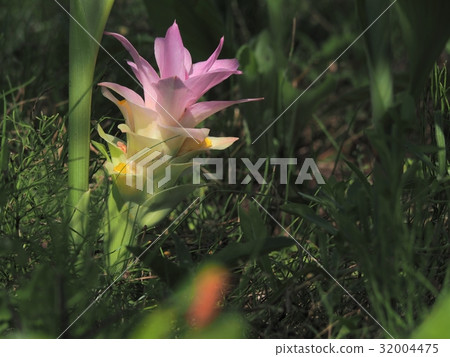 turmeric flower 32004475