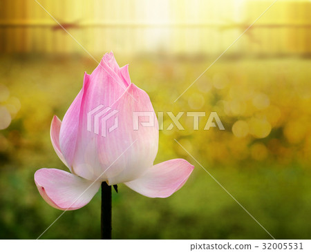 Budding Lotus or Water Lily Flowers Blossom 32005531