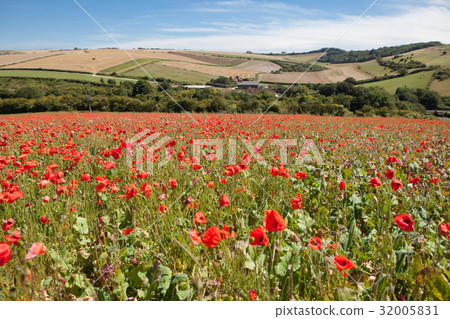 Poppy field in South Downs way 32005831