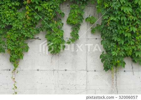 vine on concrete wall natural leafs background vine on concrete wall natural leafs background 32006057
