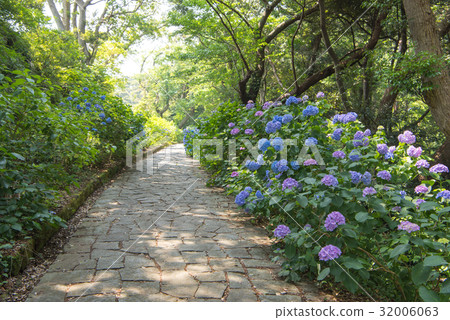 伊豆下田公園的繡球花 32006063