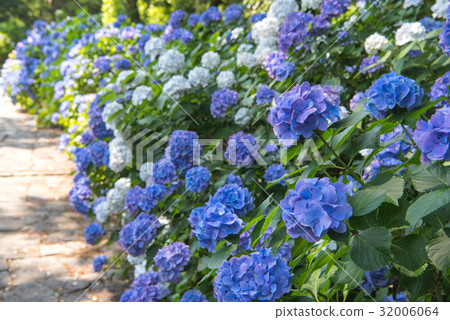 伊豆下田公園的繡球花 伊豆下田公園的繡球花 32006064