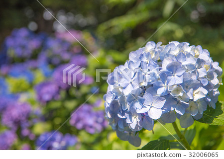 伊豆下田公園的繡球花 32006065
