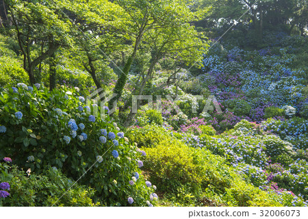 伊豆下田公園的繡球花 32006073