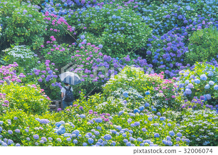 伊豆下田公園的繡球花 32006074