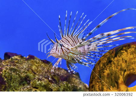 One large pterois volitans fish in blue salt water 32006392