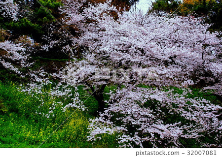 The Imperial Palace Chidorigafuchi / Sakura no Hana / Sakura & Rape Flower (Chiyoda Ward, Tokyo) 32007081