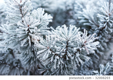 Pine tree covered with frost Pine tree covered with frost 32008203