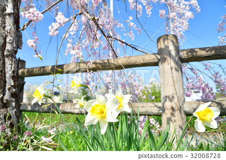 日中線（福島縣）的死氣候櫻花和郁金香 32008728