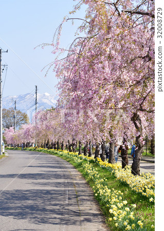 日中線(福島縣)的死氣候櫻花和郁金香 日中線(福島縣)的死氣候櫻花和郁金香 32008729