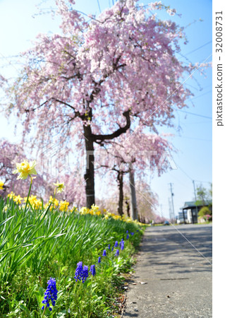Dead weather cherry blossoms and tulips of the Japan-China Line (Fukushima) Dead weather cherry blossoms and tulips of the Japan-China Line (Fukushima) 32008731