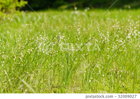 Wind breezes, flowers and communities of Sagisuge (Sagan) 32009027