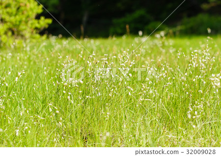 Wind breezes, flowers and communities of Sagisuge (Sagan) 32009028