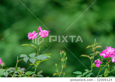 Kousin rose Kousin rose 32009124