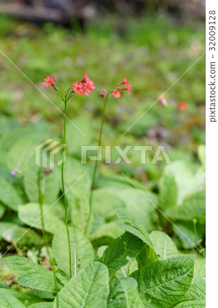 Orange colonial flower, community 32009128