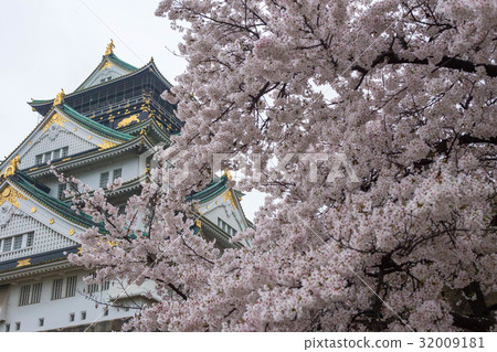 大阪城和櫻花 32009181