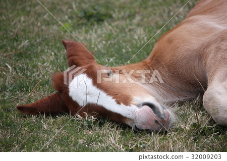 馬冷（Kanzime） 32009203