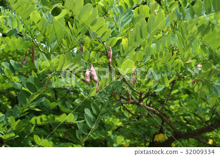 刺梨的果實 刺梨的果實 32009334