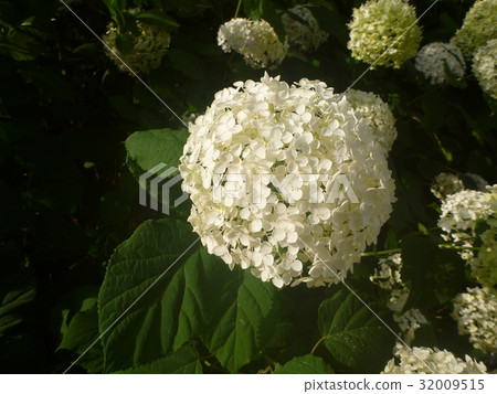 Hydrangea 15 @ Local Forest @ Fuchu Tokyo Hydrangea 15 @ Local Forest @ Fuchu Tokyo 32009515