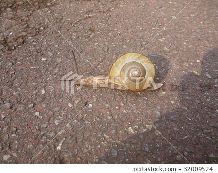 Snail @ Local Forest @ Fuchu Tokyo Snail @ Local Forest @ Fuchu Tokyo 32009524
