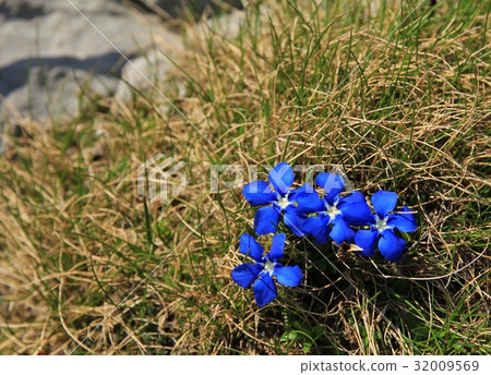 Spring gentians 32009569
