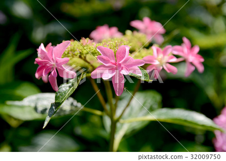 Pink decorative flowers Pink decorative flowers 32009750