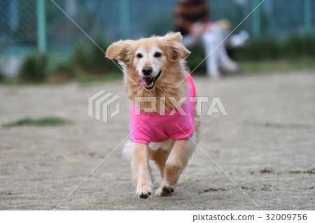 Golden retriever Golden retriever 32009756