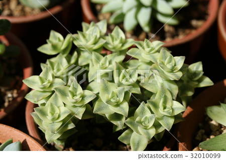 Southern Cross / Clasla 32010099