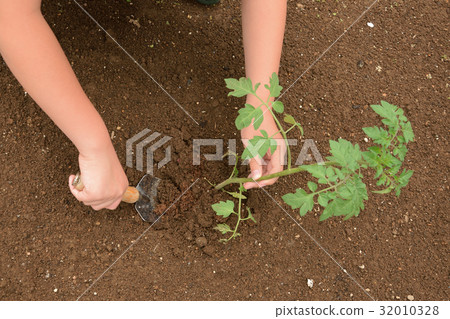 A child of a beginner's home garden planting mini tomato seedlings A child of a beginner's home garden planting mini tomato seedlings 32010328
