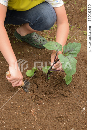 兒童種植茄子幼苗家庭花園適合初學者 兒童種植茄子幼苗家庭花園適合初學者 32010330