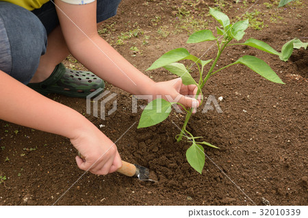 一個初學者的家庭花園種植青椒幼苗的孩子 32010339