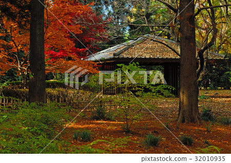 Green Gallery, Chofu City, Tokyo Autumn leaves 32010935