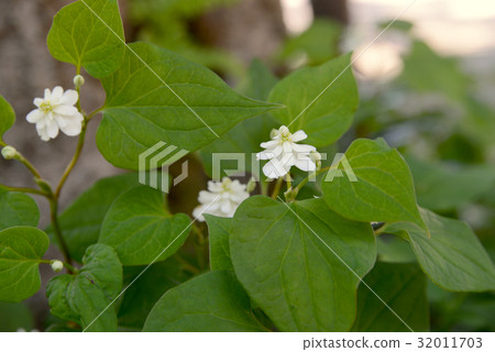 八個dokudami 八個dokudami 32011703