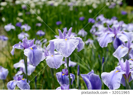 淺紫色hanabushiu 32011965