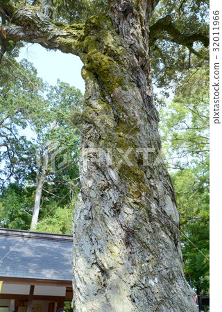 扭曲的莖 扭曲的莖 32011966