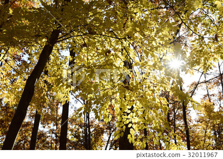 特斯公園秋葉 32011967