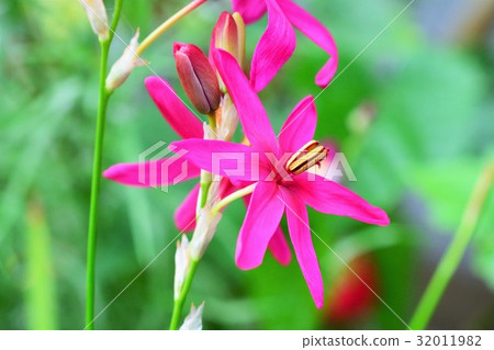 Ixia Ixia 32011982