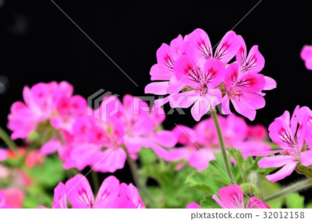 Centered geranium 32012158