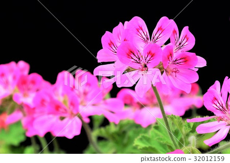 居中的天竺葵 居中的天竺葵 32012159