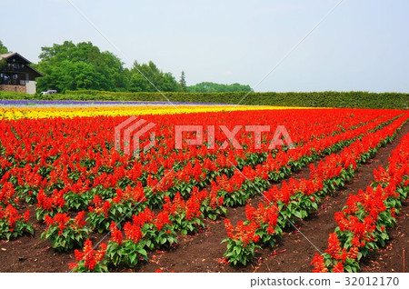 Farm Tomita Farm Tomita 32012170