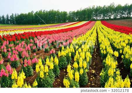 Shikisai Ayako Shikisai Ayako 32012178