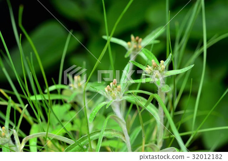 Elephant crab 32012182