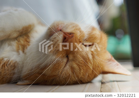 Sleeping tea cat Sleeping tea cat 32012221