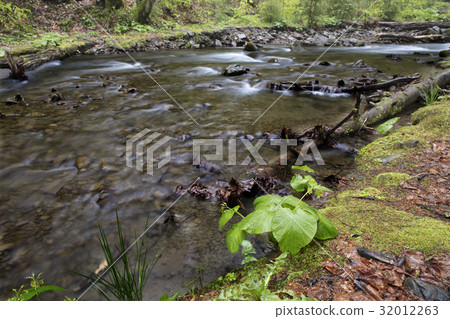 A young plant grows on the shore of a forest river 32012263
