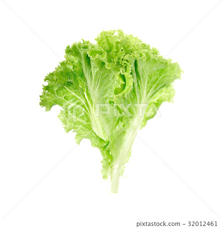 salads leaves close up isolated 32012461